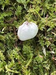 Reticularia lycoperdon