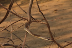 Psammophis subtaeniatus