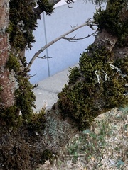 Orthotrichaceae