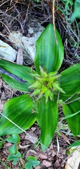 Eucomis