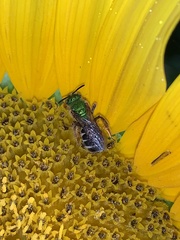 Agapostemon virescens