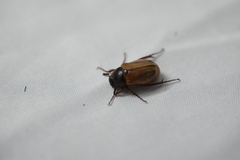 Scarabaeidae