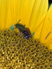Agapostemon virescens