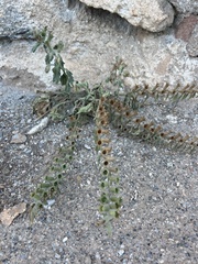 Hyoscyamus