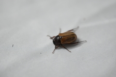 Scarabaeidae