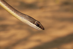 Psammophis subtaeniatus