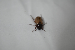 Scarabaeidae