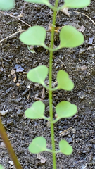 Pterostegia drymarioides