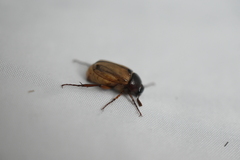 Scarabaeidae