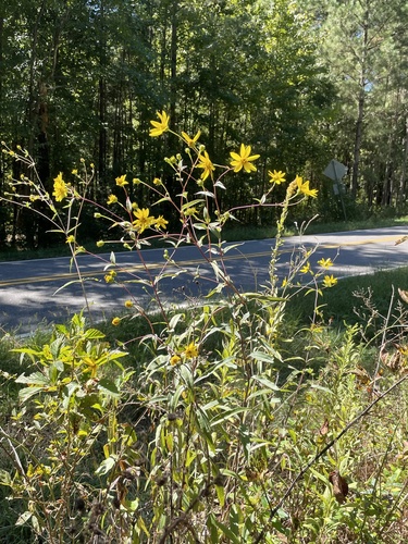 Smooth Sunflower (Helianthus laevigatus)