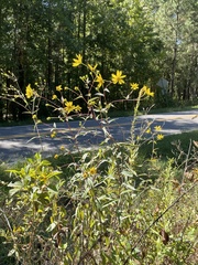 Helianthus laevigatus