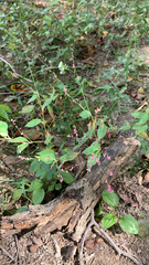 Persicaria longiseta