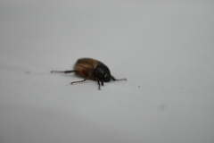 Scarabaeidae