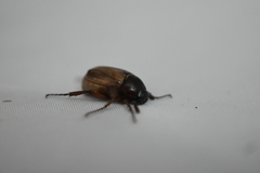 Scarabaeidae