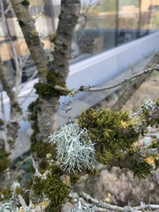 Evernia prunastri