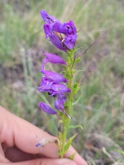 Penstemon strictus