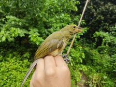 Saltator striatipectus