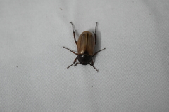 Scarabaeidae