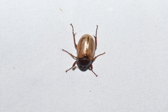 Scarabaeidae