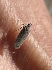 Dichomeris ligulella