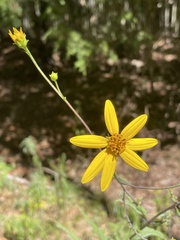 Helianthus laevigatus