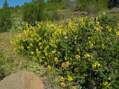 Adenocarpus foliolosus