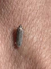 Dichomeris ligulella