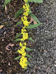 Solidago caesia