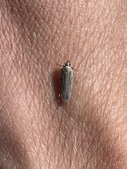 Dichomeris ligulella