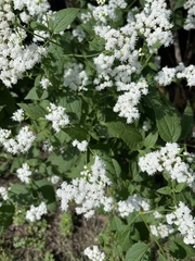 Ageratina