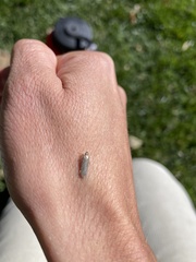 Dichomeris ligulella