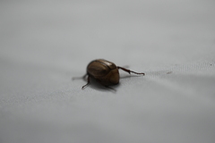 Scarabaeidae