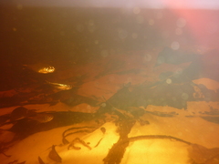 Characiformes