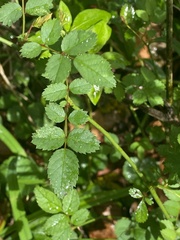 Rosa multiflora