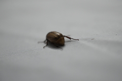 Scarabaeidae