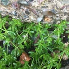 Galium murale