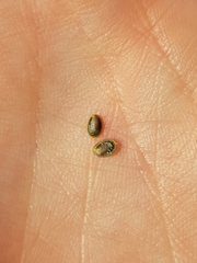 Corispermum villosum