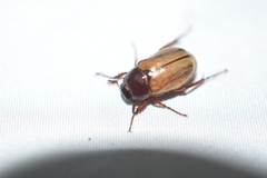 Scarabaeidae