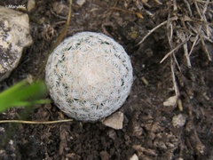 Mammillaria albiflora