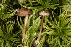 Entoloma watsonii
