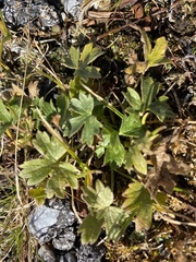 Ranunculus montanus