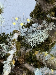 Evernia prunastri