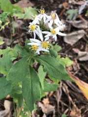 Eurybia divaricata