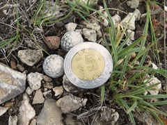 Mammillaria albiflora