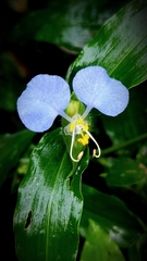 Commelina