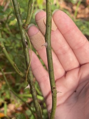 Rosa multiflora