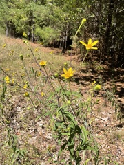 Helianthus laevigatus