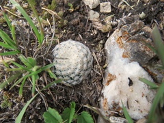 Mammillaria albiflora