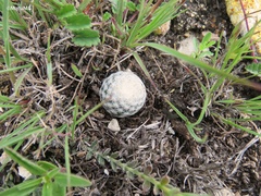 Mammillaria albiflora