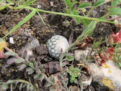 Mammillaria albiflora